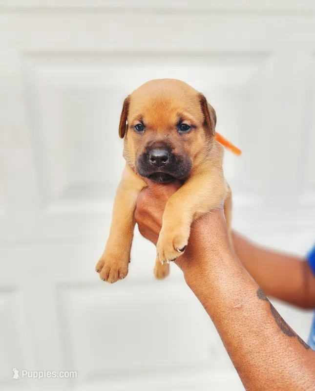 Orange  – Rottweiler, Cane Corso puppy for sale in Ruther Glen, VA