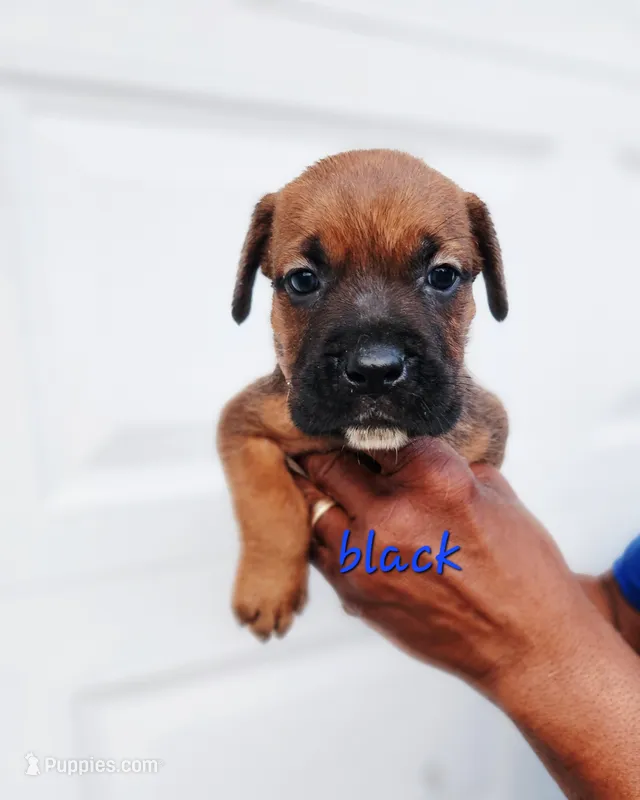 Black collar male  – Cane Corso puppy for sale in Ruther Glen, VA