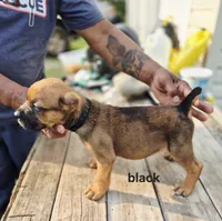 Black collar male , a male Cane Corso for sale in Ruther Glen, VA – 6 of 6