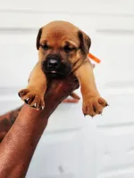 Orange , a female Rottweiler and Cane Corso for sale in Ruther Glen, VA – 4 of 6