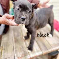 Black collar, a male Cane Corso for sale in Ruther Glen, VA – Photo 1 of 5