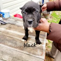 Black collar, a male Cane Corso for sale in Ruther Glen, VA – Photo 5 of 5
