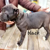 Black collar, a male Cane Corso for sale in Ruther Glen, VA – Photo 3 of 5