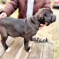 Black collar, a male Cane Corso for sale in Ruther Glen, VA – Photo 4 of 5