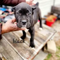 Black collar, a male Cane Corso for sale in Ruther Glen, VA – Photo 2 of 5