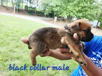 Black collar male , a male Cane Corso for sale in Ruther Glen, VA – 5 of 7