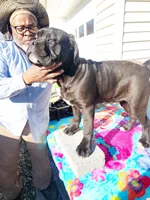 Red collar, a male Cane Corso for sale in Ruther Glen, VA – Photo 6 of 9