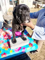 Red collar, a male Cane Corso for sale in Ruther Glen, VA – Photo 4 of 9