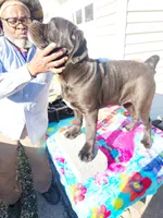 Red collar, a male Cane Corso for sale in Ruther Glen, VA – Photo 3 of 9