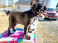 Red collar, a male Cane Corso for sale in Ruther Glen, VA – Photo 7 of 9