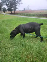 Red collar, a male Cane Corso for sale in Ruther Glen, VA – Photo 8 of 9