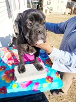 Red collar, a male Cane Corso for sale in Ruther Glen, VA – Photo 1 of 9