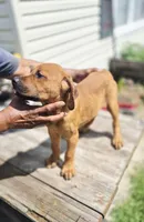 Orange , a female Rottweiler and Cane Corso for sale in Ruther Glen, VA – 3 of 9