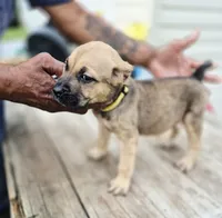 Yellow collar female , a female Cane Corso for sale in Ruther Glen, VA – 7 of 7