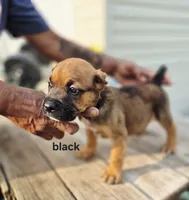 Black collar male , a male Cane Corso for sale in Ruther Glen, VA – 3 of 6