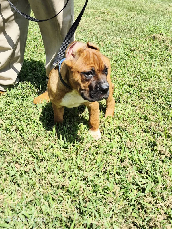 Blue Collar male  – Cane Corso puppy for sale in Ruther Glen, VA