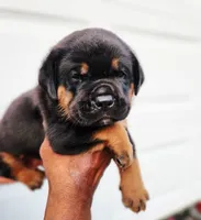 White , a male Rottweiler and Cane Corso for sale in Ruther Glen, VA – 1 of 5