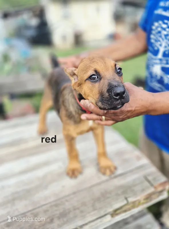 Red collar – Cane Corso puppy for sale in Ruther Glen, VA