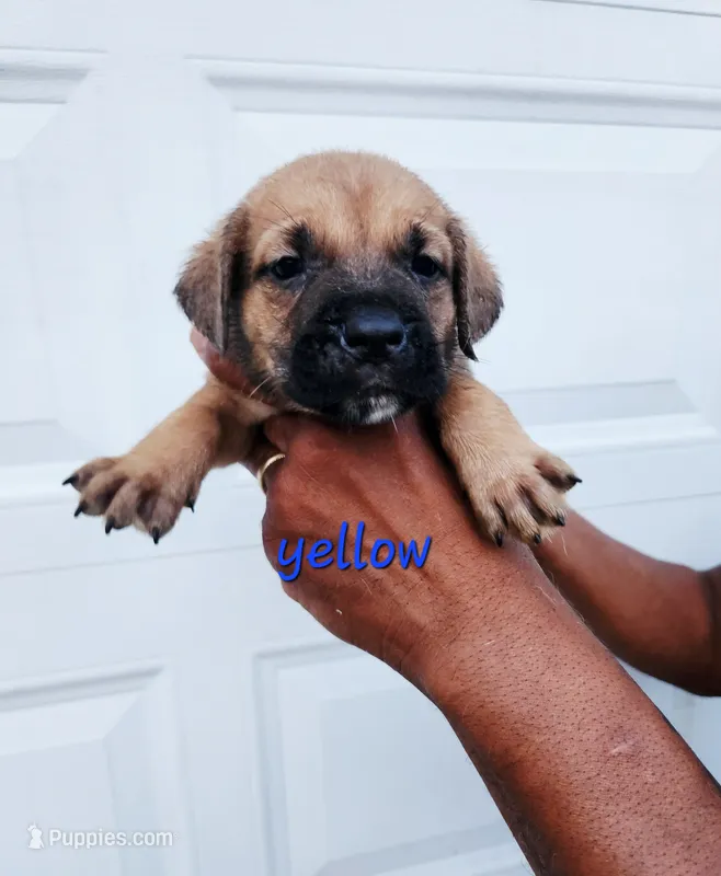 Yellow collar female  – Cane Corso puppy for sale in Ruther Glen, VA