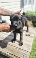 Pink collar , a female Cane Corso for sale in Ruther Glen, VA – 3 of 7