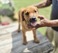 Orange , a female Rottweiler and Cane Corso for sale in Ruther Glen, VA – 2 of 9