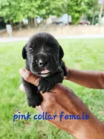 Pink collar , a female Cane Corso for sale in Ruther Glen, VA – 3 of 4
