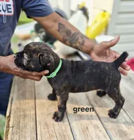Green collar , a male Cane Corso for sale in Ruther Glen, VA – 3 of 8