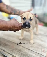 Yellow collar female , a female Cane Corso for sale in Ruther Glen, VA – 1 of 7