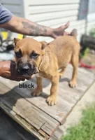 Black collar male , a male Cane Corso for sale in Ruther Glen, VA – 2 of 9
