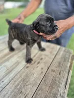 Pink collar , a female Cane Corso for sale in Ruther Glen, VA – 3 of 6