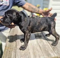Pink collar , a female Cane Corso for sale in Ruther Glen, VA – 2 of 7