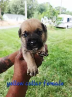 Yellow collar female , a female Cane Corso for sale in Ruther Glen, VA – 3 of 7