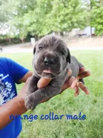 Orange collar, a male Cane Corso for sale in Ruther Glen, VA – 4 of 6