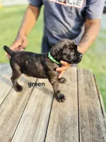 Green collar , a male Cane Corso for sale in Ruther Glen, VA – 7 of 8