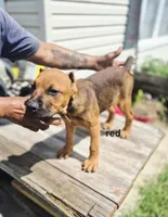 Red collar, a male Cane Corso for sale in Ruther Glen, VA – 6 of 8