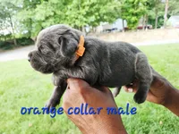 Orange collar, a male Cane Corso for sale in Ruther Glen, VA – 6 of 6