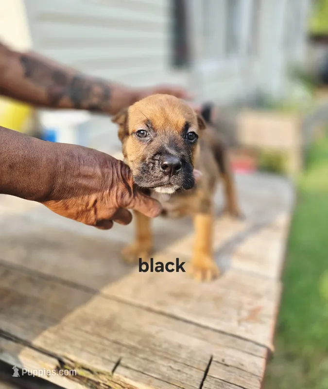 Black collar male  – Cane Corso puppy for sale in Ruther Glen, VA