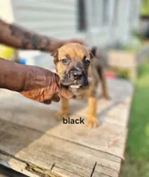 Black collar male , a male Cane Corso for sale in Ruther Glen, VA – 1 of 6
