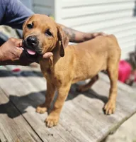 Orange , a female Rottweiler and Cane Corso for sale in Ruther Glen, VA – 9 of 9