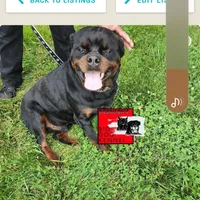 Pink collar, a female Rottweiler for sale in Ruther Glen, VA – Photo 4 of 6