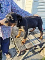 Pink collar, a female Rottweiler for sale in Ruther Glen, VA – Photo 2 of 6