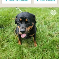 Pink collar, a female Rottweiler for sale in Ruther Glen, VA – Photo 5 of 6