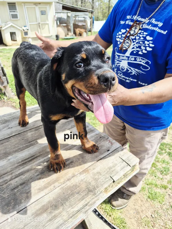 Pink collar – Rottweiler puppy for sale in Ruther Glen, VA
