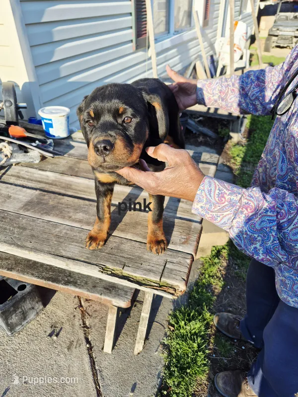 Pink collar – Rottweiler puppy for sale in Ruther Glen, VA