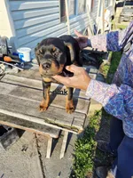 Pink collar, a female Rottweiler for sale in Ruther Glen, VA – Photo 1 of 6
