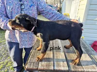 Pink collar, a female Rottweiler for sale in Ruther Glen, VA – Photo 3 of 6