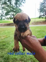 Red collar , a male Cane Corso for sale in Ruther Glen, VA – 2 of 5