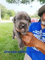 Orange collar, a male Cane Corso for sale in Ruther Glen, VA – 5 of 6