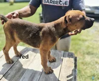 Red collar, a male Cane Corso for sale in Ruther Glen, VA – 7 of 8