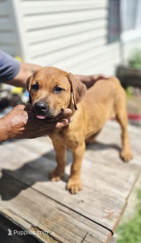 Orange  – Rottweiler, Cane Corso puppy for sale in Ruther Glen, VA